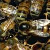 Сколько живут пчелы, и факторы влияющие на время их жизни